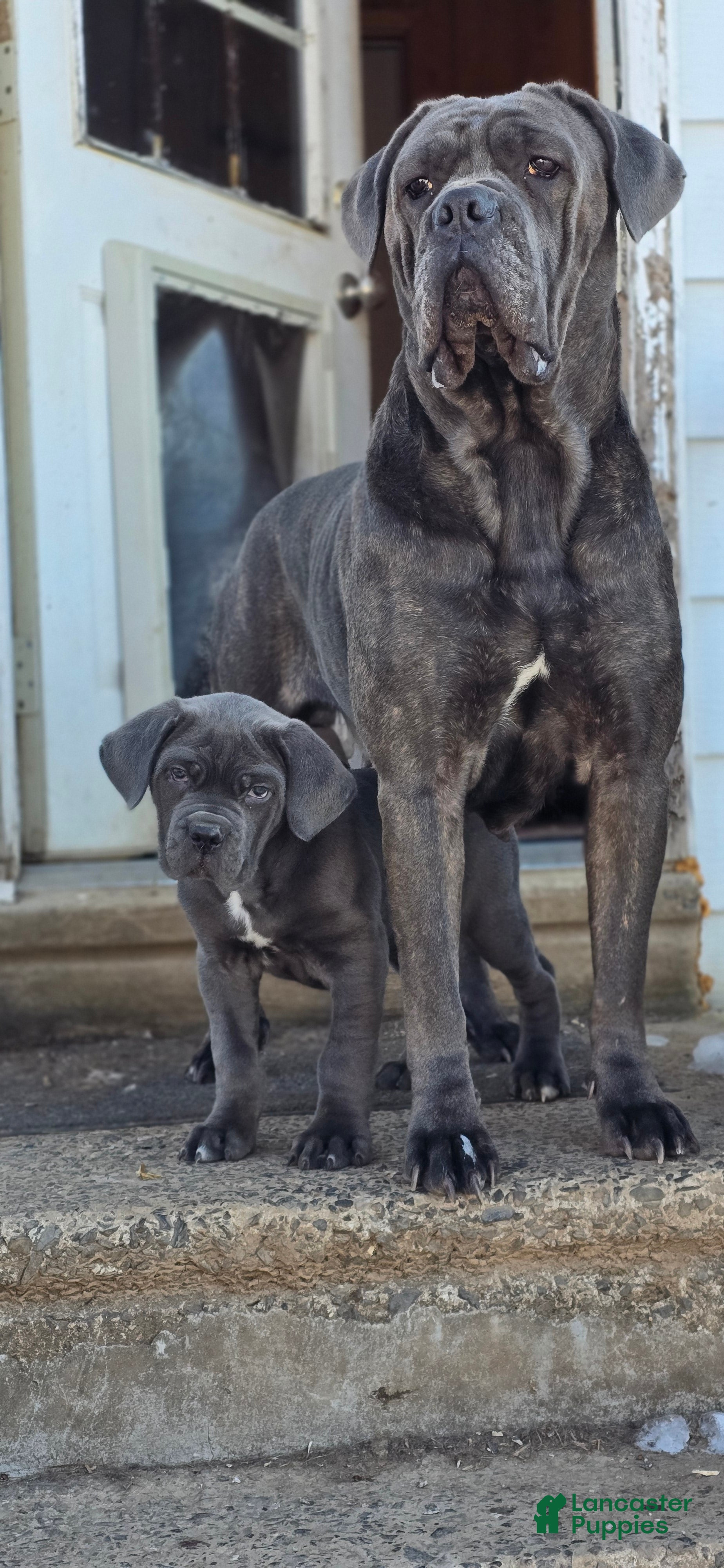 Cane Corso dogs Hercules - Ad 14