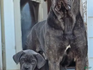 Cane Corso dogs Hercules - Ad 14