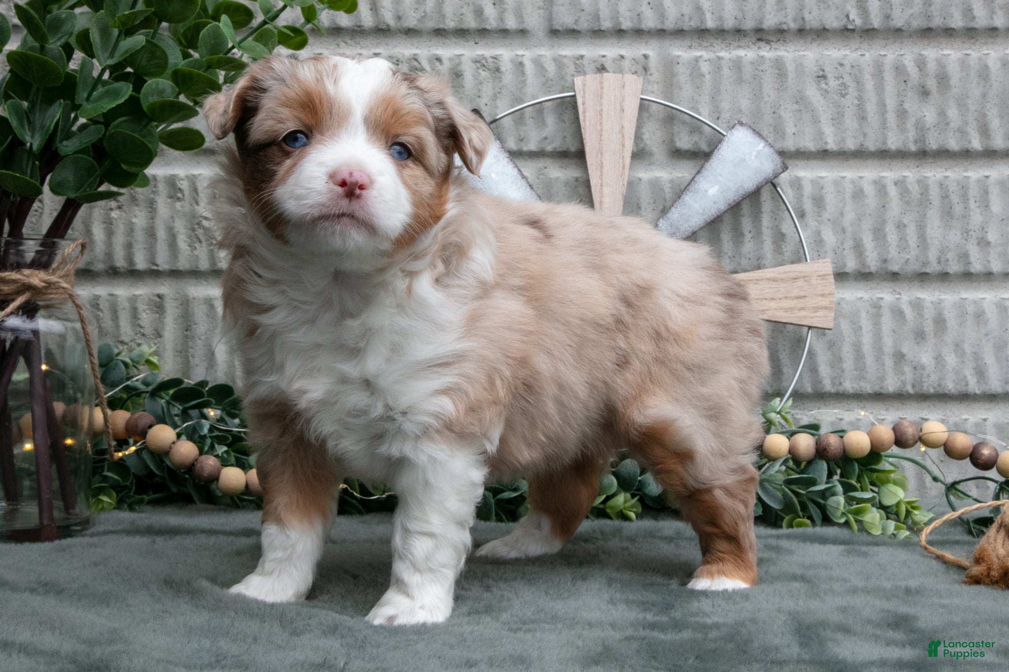 Miniature Australian Shepherd dogs Scarlet - Ad 36