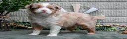 Miniature Australian Shepherd dogs for sale: Scarlet - Ad 1