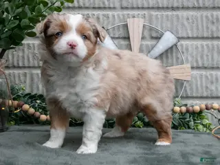 Miniature Australian Shepherd dogs Scarlet - Ad 38