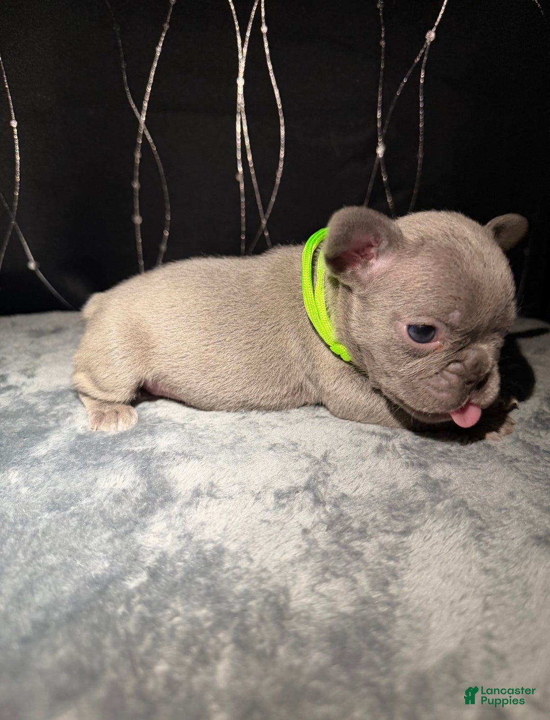 French Bulldog dogs for sale: HALO - Ad 3