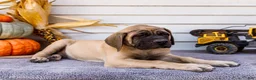 English Mastiff dogs for sale: Miles - Ad 16