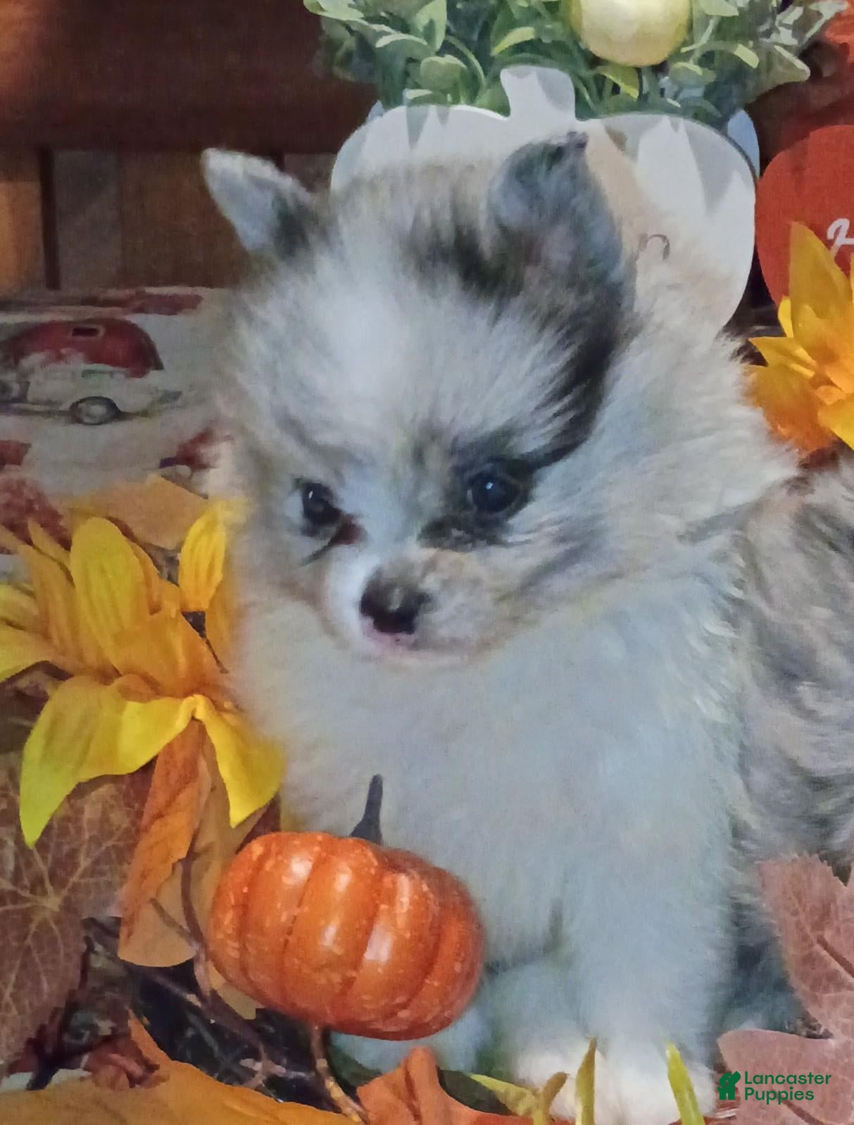 Pomeranian dogs Pomeranian 2 - Ad 2