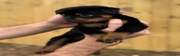 Rottweiler dogs for sale: HERMOINE  - Ad 4