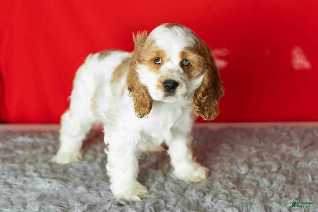 Cocker Spaniel dogs for sale: Gibson - Ad 3