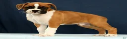 Boxer dogs for sale: Larry - Ad 4