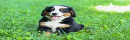 Bernese Mountain Dog dogs for sale: SADIE - Ad 11