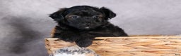 Mini Aussiedoodle dogs for sale: Snickers - Ad 1