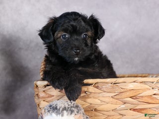 Mini Aussiedoodle dogs Snickers - Ad 2