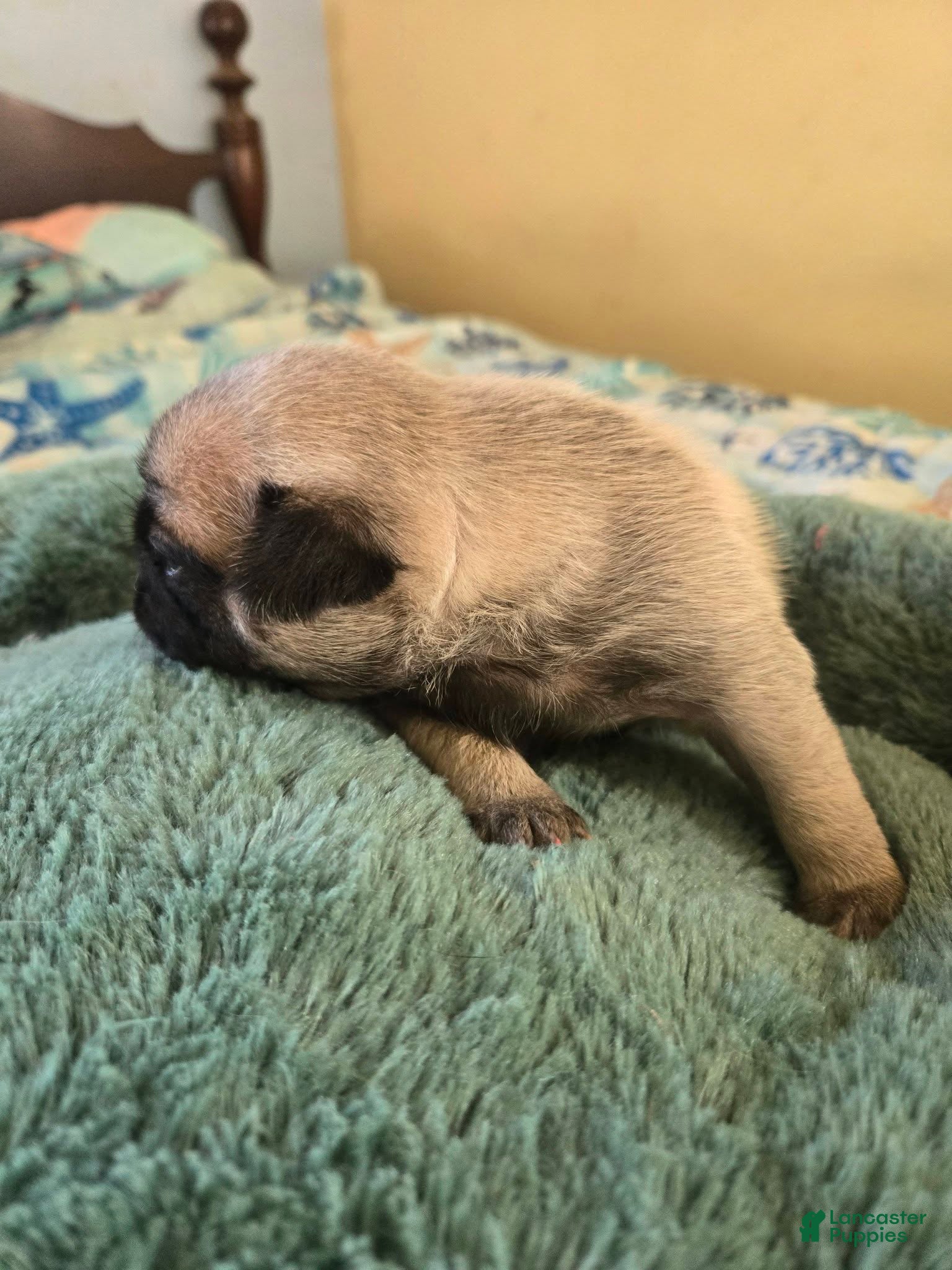Pug dogs Pug Female 2 - Ad 1