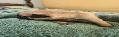 Pug Female 2