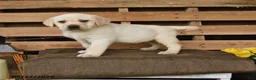 Labrador Retriever dogs for sale: Griffin - Ad 1