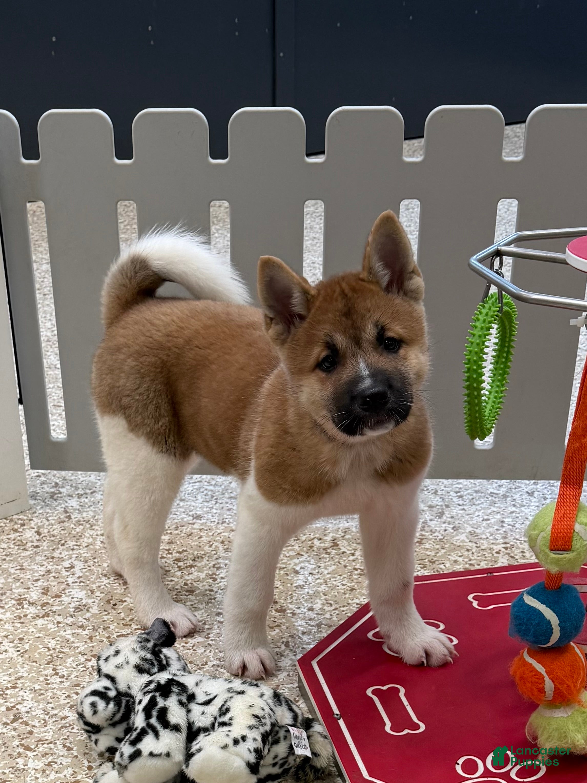 Akita dogs for sale: Akita Puppy 1 - Ad 1