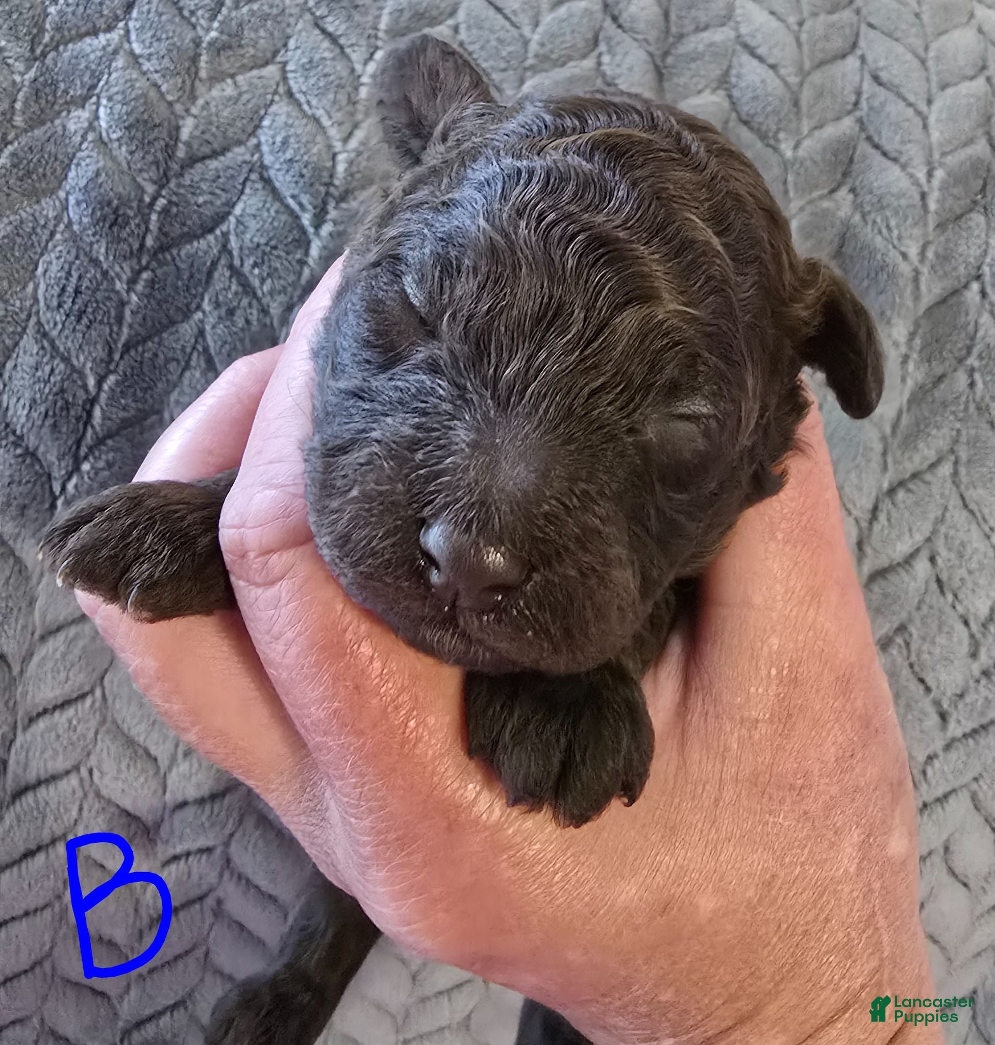 Toy Poodle dogs Toy Poodle 2 - Ad 2