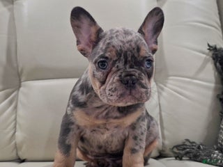French Bulldog dogs Jasper - Ad 17