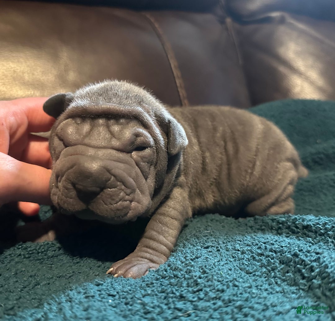 Shar Pei dogs for sale: Dove - Ad 3