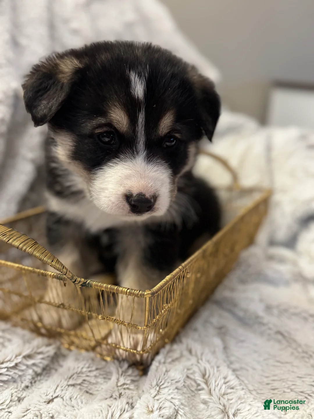 Mixed Breed dogs for sale: Mocha - Ad 6