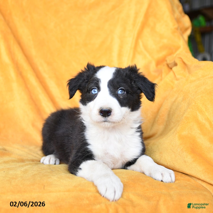 Border Collie dogs Wasabi - Ad 2