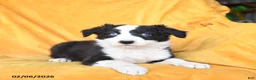 Border Collie dogs for sale: Wasabi - Ad 2
