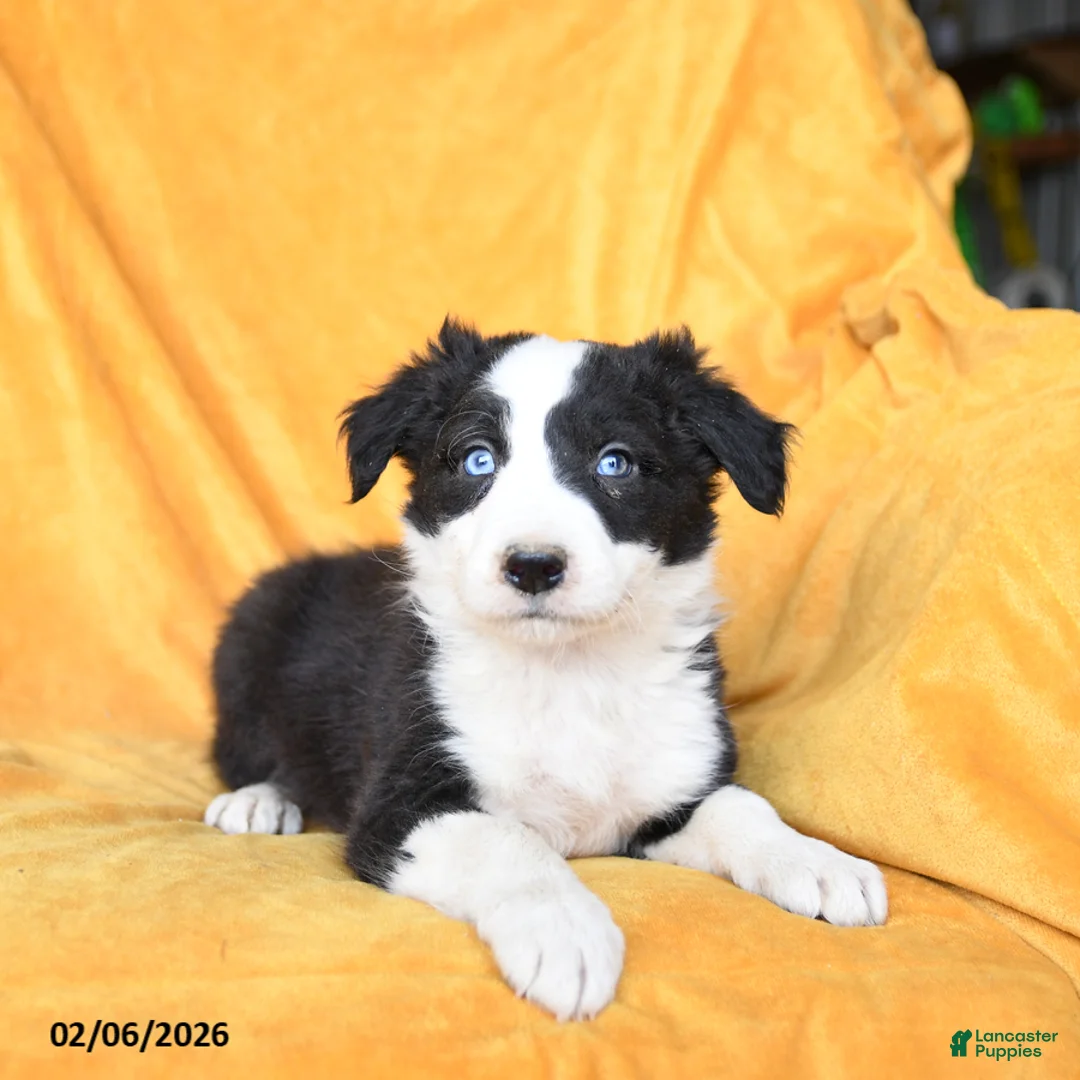 Border Collie dogs for sale: Wasabi - Ad 2