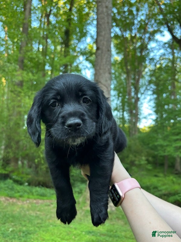 Mixed Breed dogs Kiara - Ad 1