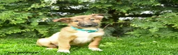 Mixed Breed dogs for sale: Eddie - Ad 3