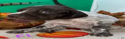 German Shorthaired Pointer dogs for sale: F1 - Ad 3
