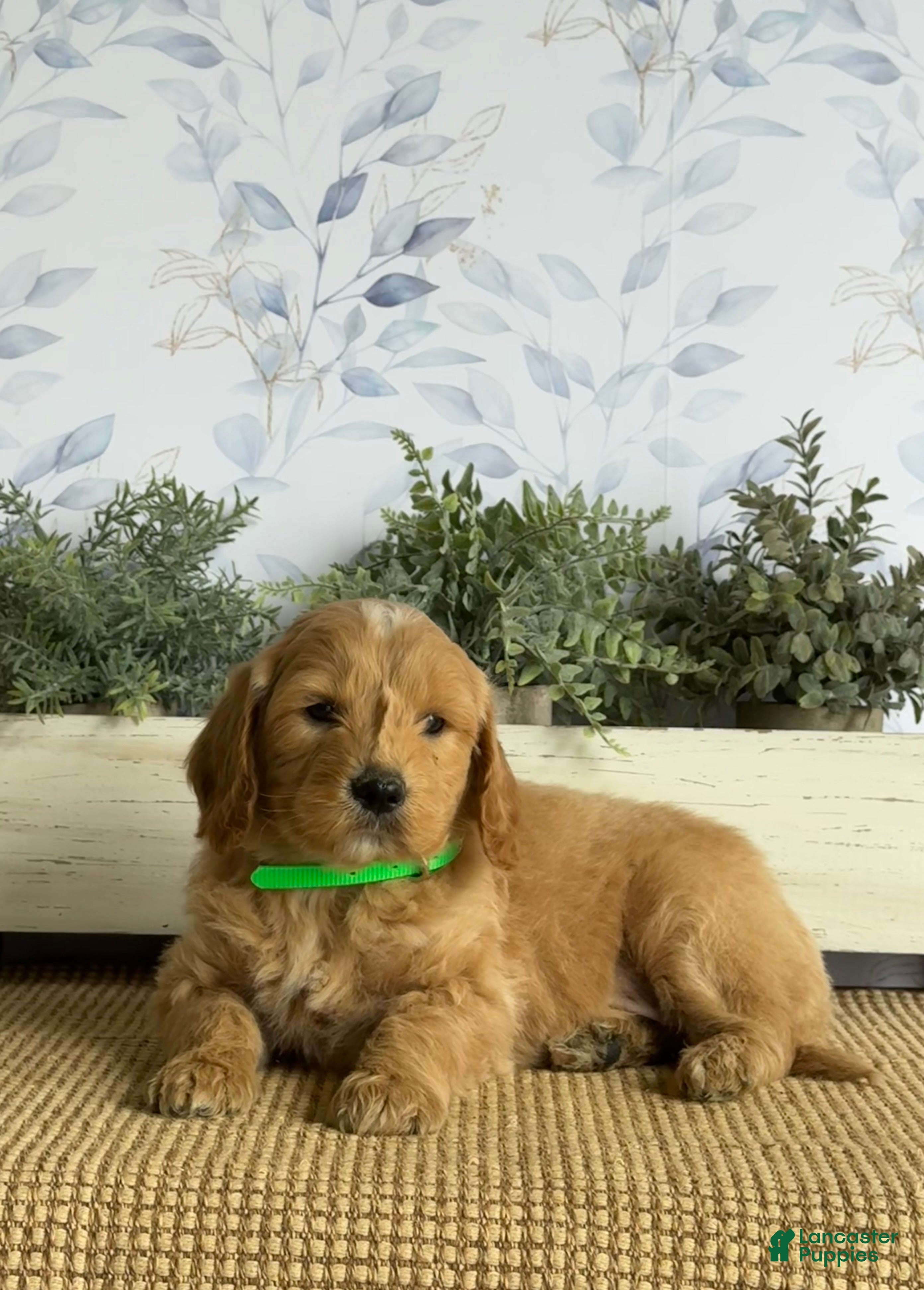 Mixed Breed dogs King - Ad 2