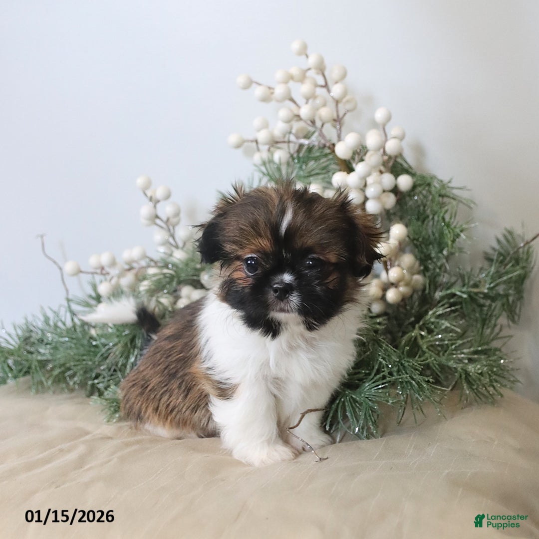 Shih Tzu dogs for sale: Fletcher - Ad 1