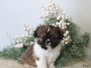 Shih Tzu dogs Fletcher - Ad 5