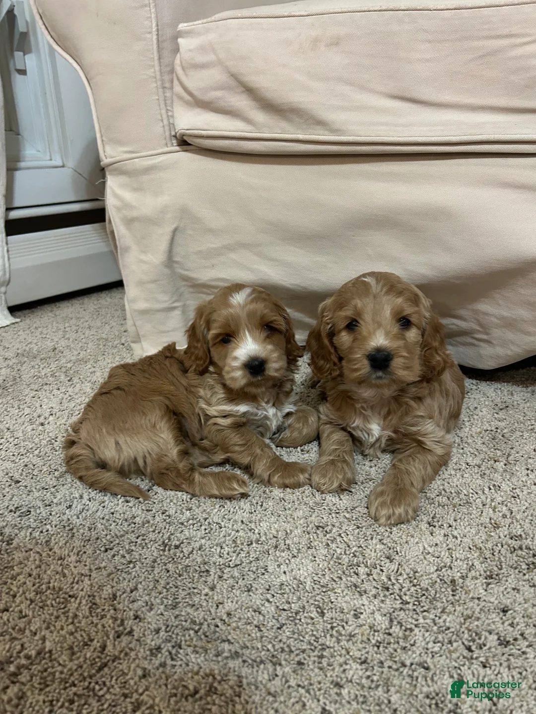 Cockapoo dogs for sale: Chip  - Ad 10
