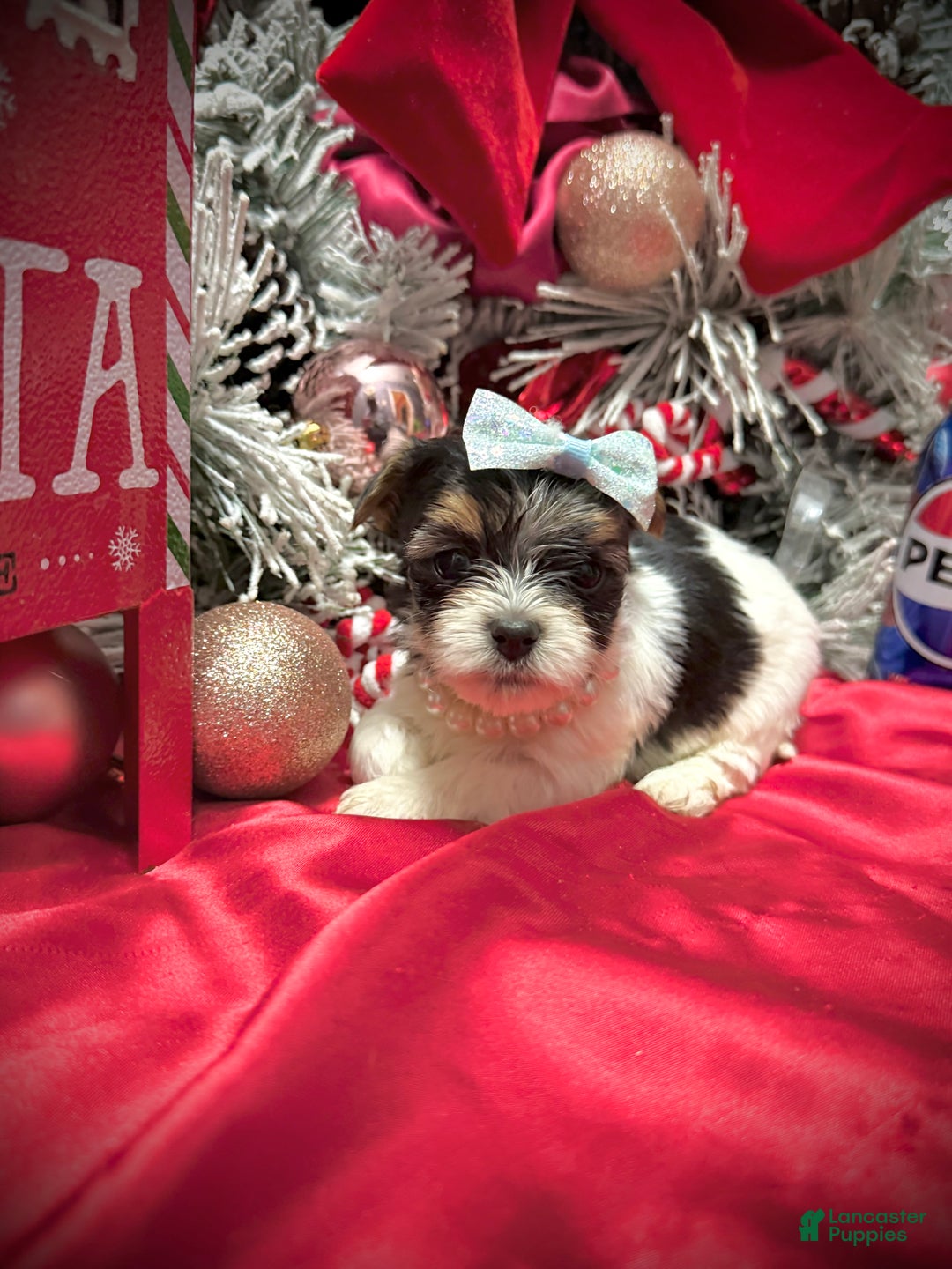 Yorkshire Terrier dogs for sale: Wakko  - Ad 7