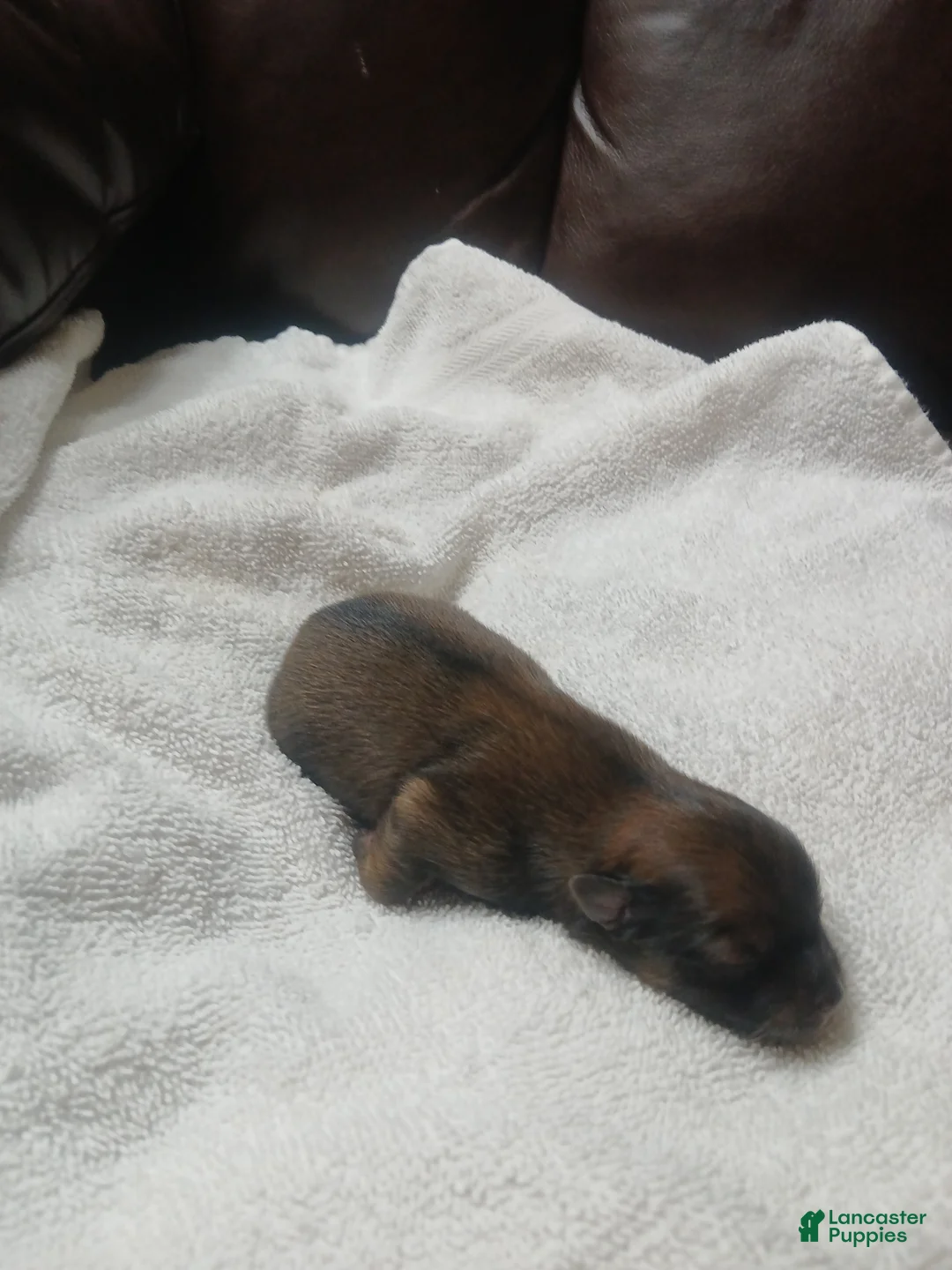 Pomeranian dogs for sale: Pomeranian 2 - Ad 2