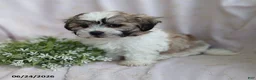 Teddy Bear dogs for sale: Easton - Ad 8