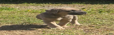 Cane Corso Puppy 6