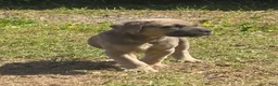 Cane Corso dogs for sale: Cane Corso Puppy 6 - Ad 1
