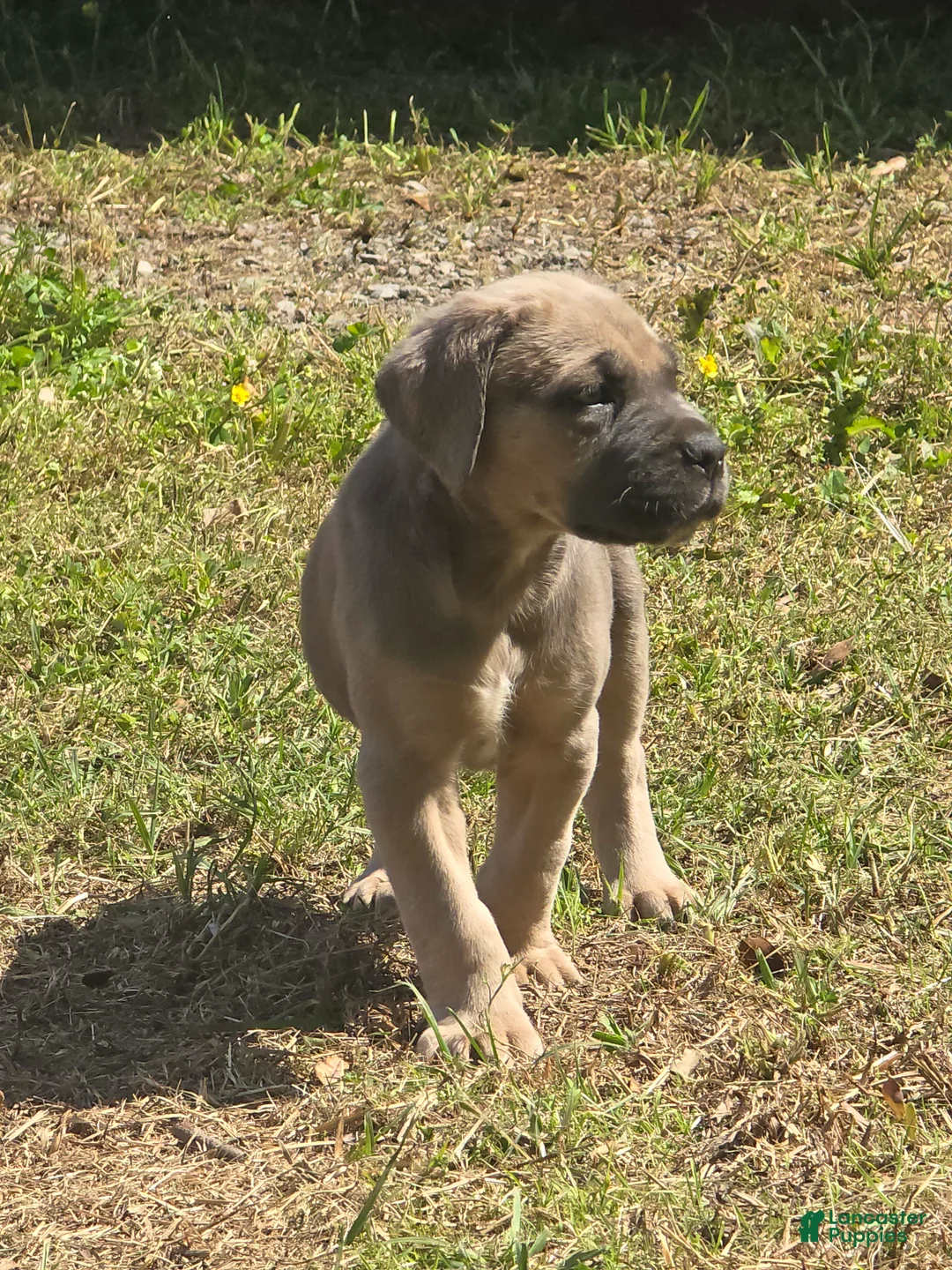 Cane Corso dogs for sale: Cane Corso Puppy 6 - Ad 1