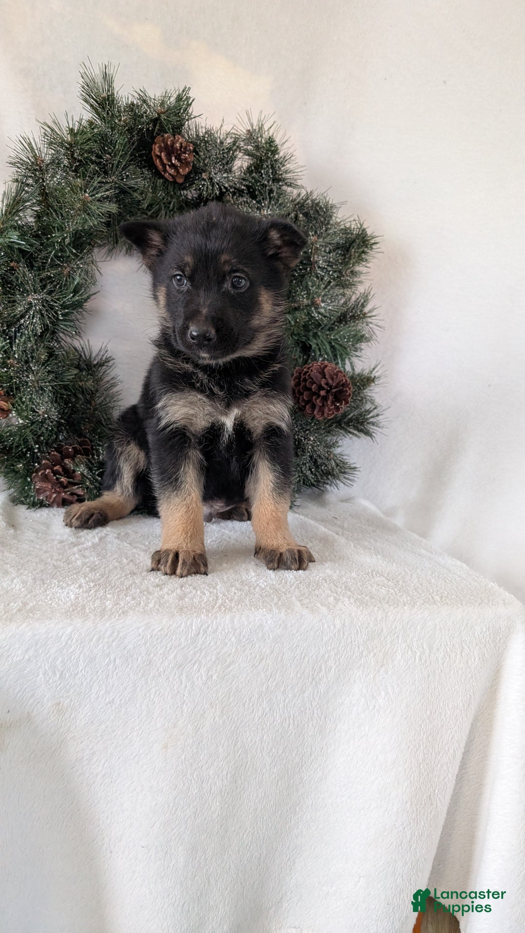German Shepherd dogs for sale: Carson  - Ad 3