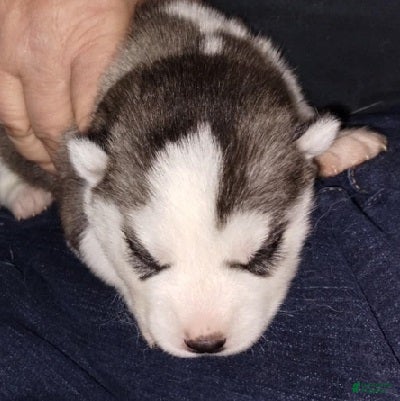 Siberian Husky dogs 4 Arwen - Ad 1