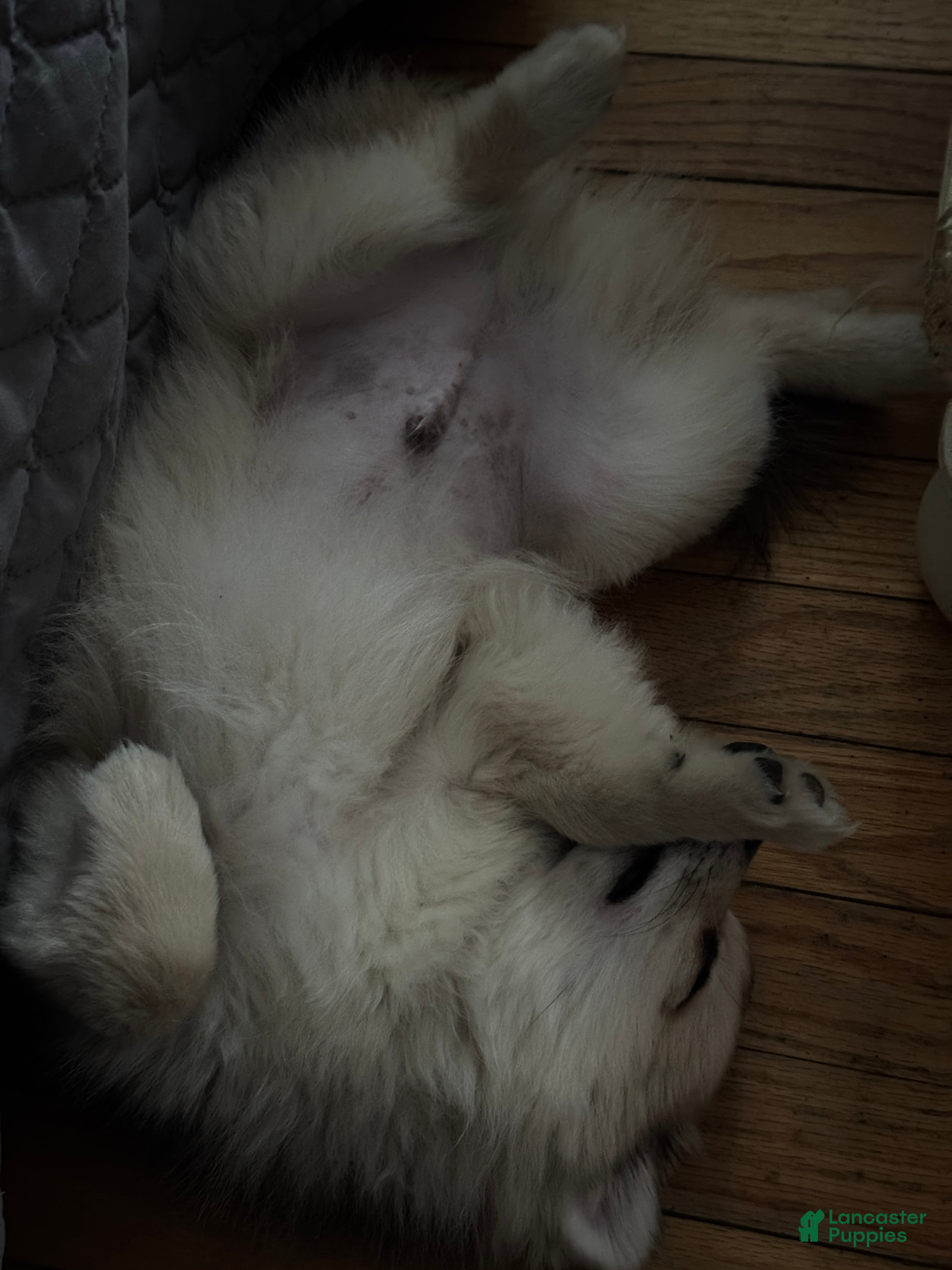 Pomeranian dogs Gunther - Ad 2