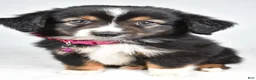Miniature Australian Shepherd dogs for sale: Vanessa - Ad 1