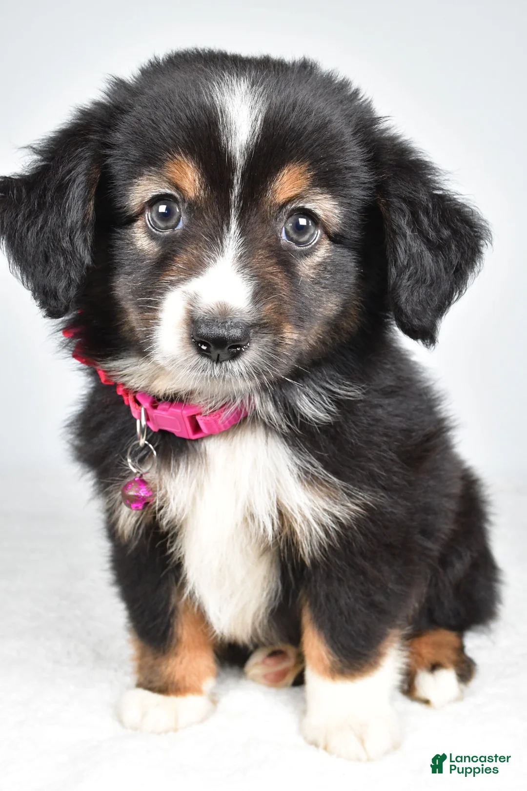 Miniature Australian Shepherd dogs for sale: Vanessa - Ad 1