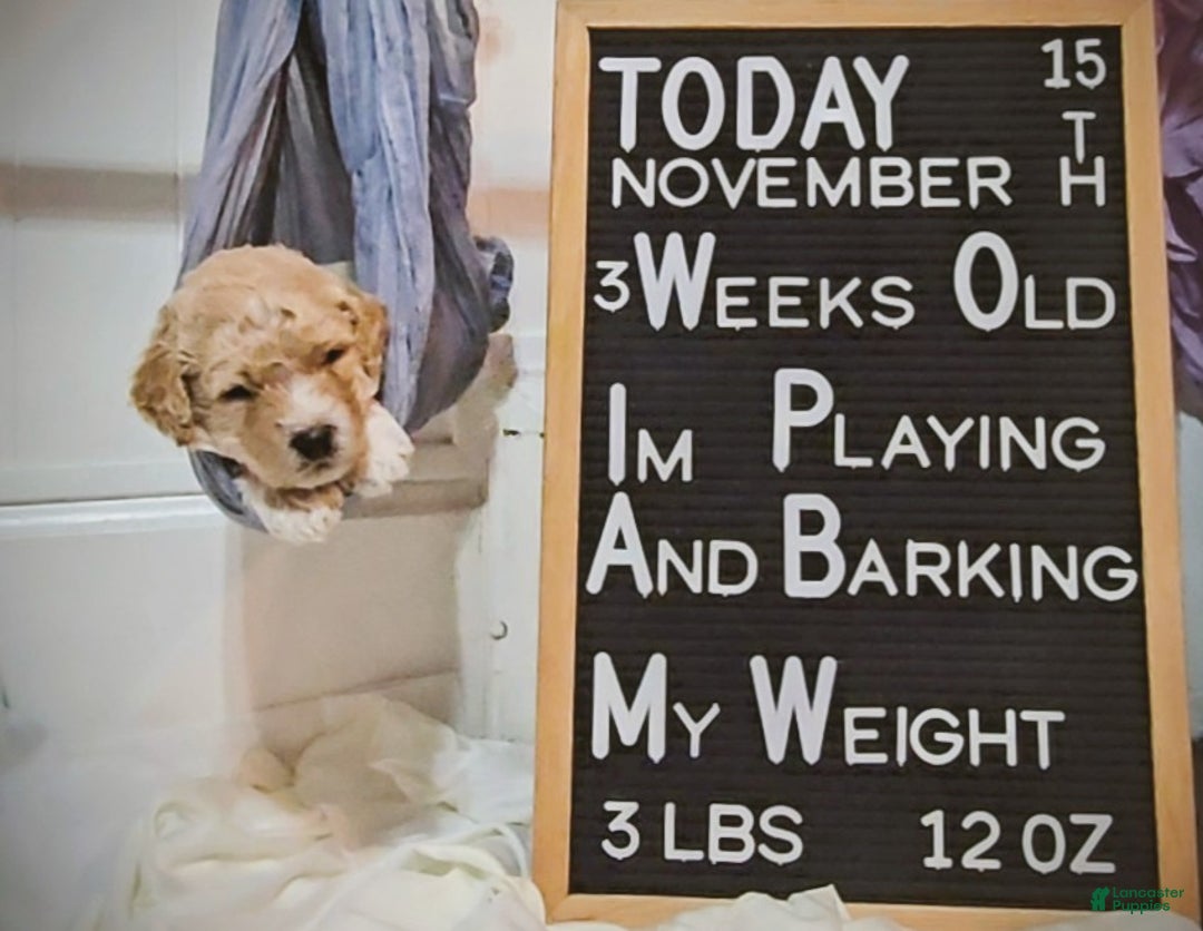 Mixed Breed dogs for sale: Arlo - Ad 4