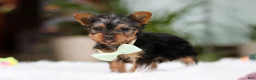 Yorkshire Terrier dogs for sale: Trevor - Ad 4