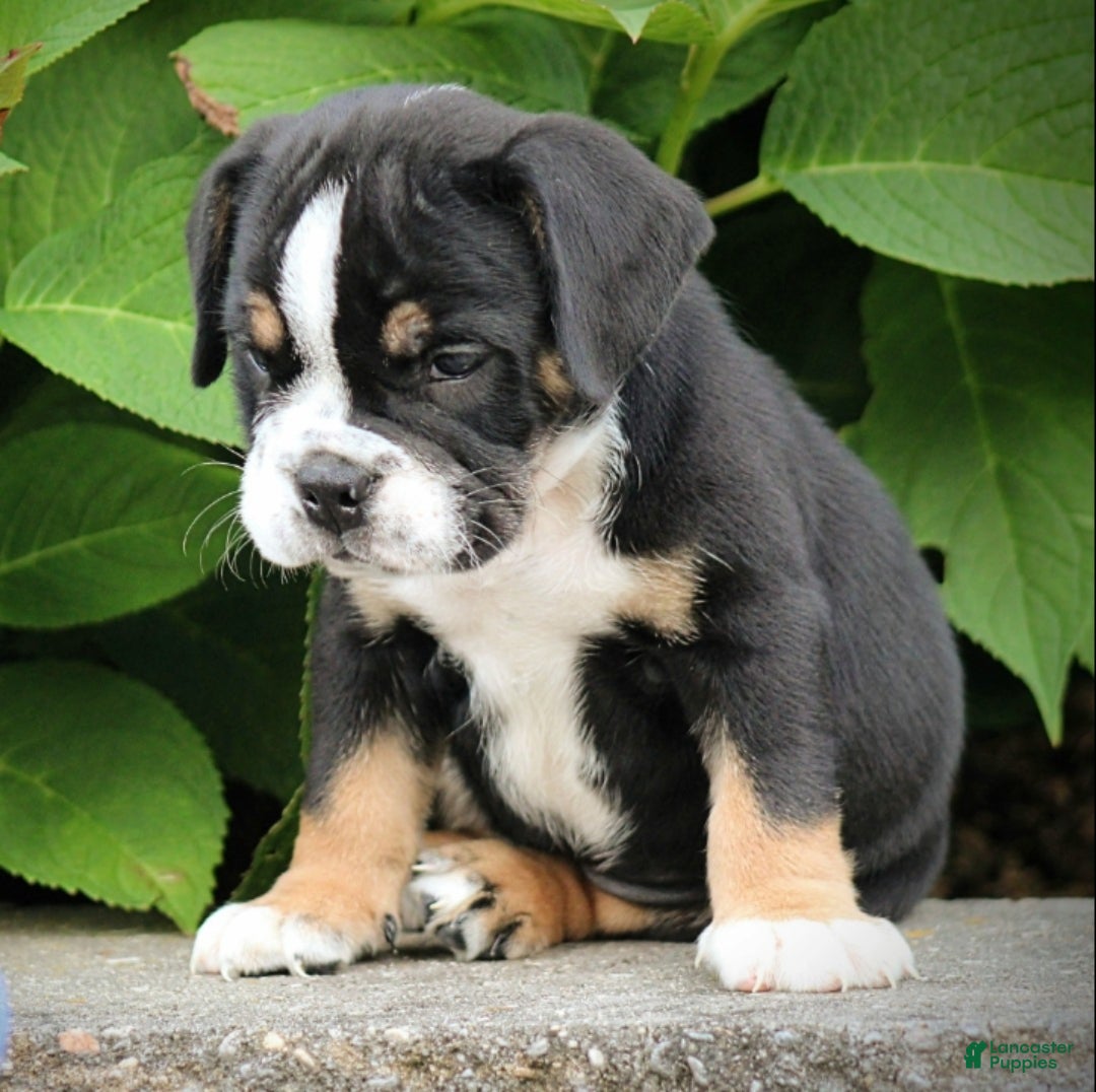 Beabull dogs Leo - Ad 2