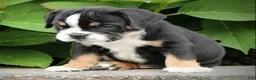 Beabull dogs for sale: Leo - Ad 2