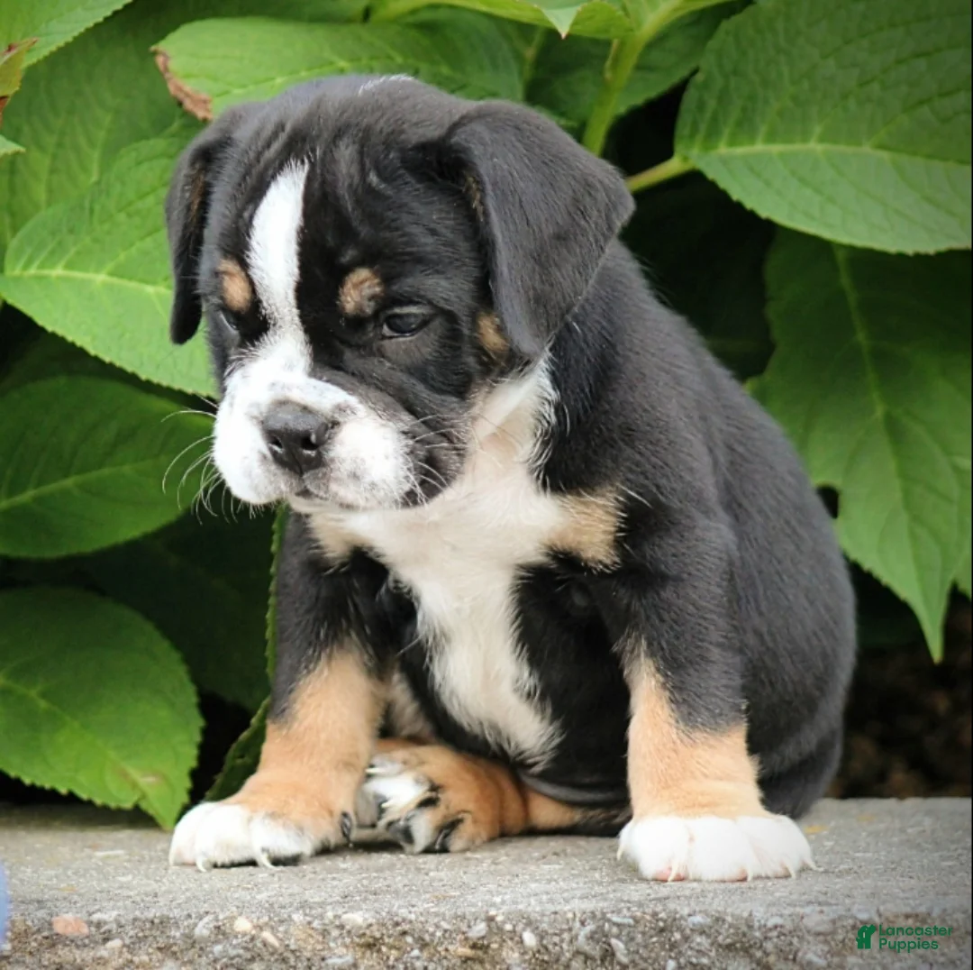 Beabull dogs for sale: Leo - Ad 2