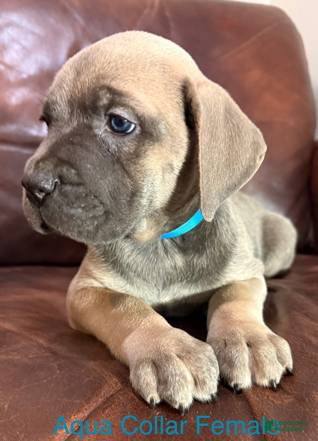 Cane Corso dogs for sale: Aqua Collar  F Cane Corso Puppy  - Ad 6