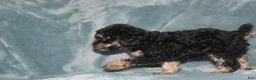 Miniature Poodle dogs for sale: Sherry - Ad 5
